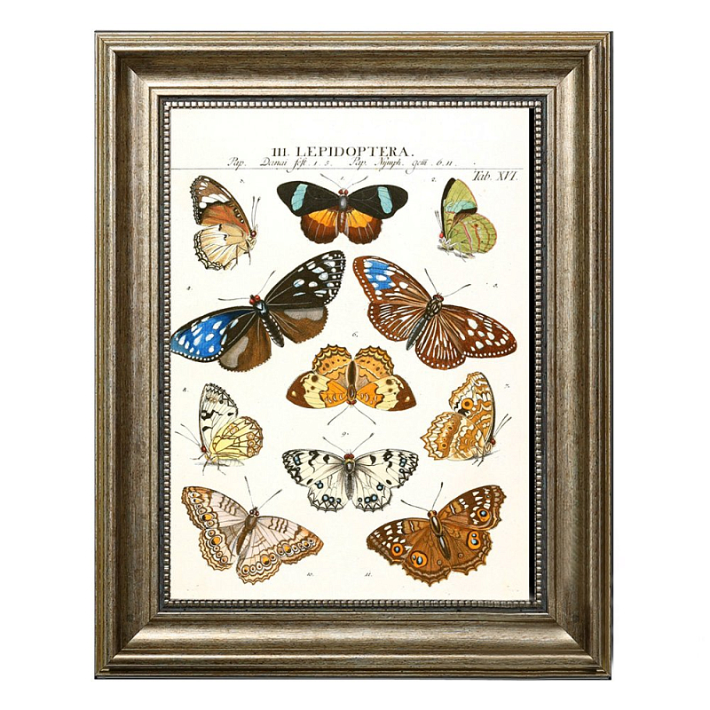 Постер Butterfly Collection  в Омске | Loft Concept 