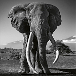 Книга Beusker. Look into my Eyes варинант исполнения - 5 | Loft Concept в Омске