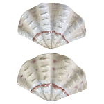 Фигурка из фарфора в виде одной створки ракушки Marine Tridacna варинант исполнения - 2 | Loft Concept в Омске